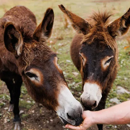 度假居 Patsys 415